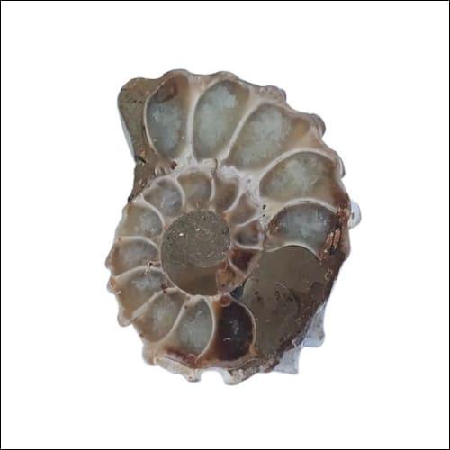 Designer Ammonites Stone Energy Ammonites Stones Solid Ammonites Gemstones