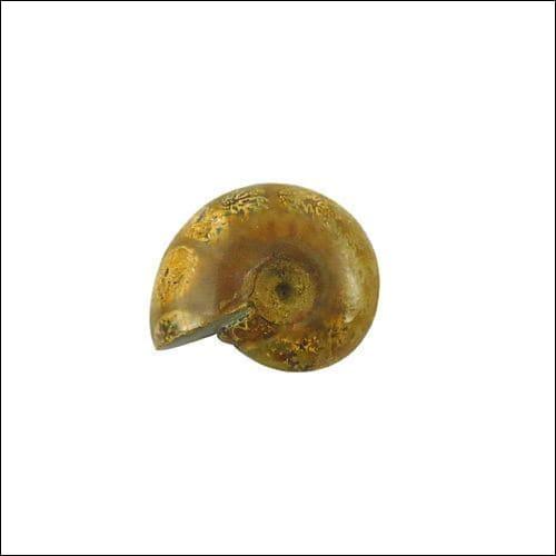 New Cute Shape Style Golden Color Ammonite Stones, Loose GemStone Ammonite Gemstone Fashionable Gemstone